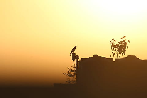 corvo, tramonto, i raggi del sole, baciato dal sole, esposto, giallo, sovraesposta, città, sera, cielo, silhouette, natura, copia spazio, architettura, pianta, struttura costruita, albero, colore arancione, esterno dell'edificio, cielo sereno, nessuno, all'aperto, bellezza nella natura, fauna selvatica, animale, costruzione, crescita, 5K, CC0, dominio pubblico, privo di copyright