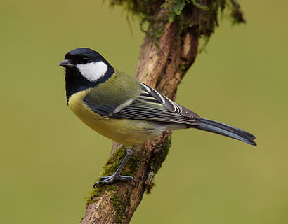 geltona, juoda, balta, paukštis, sėdi, medžio šaka, selektyvus, sutelkti fotografiją, tit, pelė, Kardas, nepastovus, snapas, fauna, titmouse, pobūdį, gyvūnas, laukinės gamtos, filialas, vienas gyvūnas, gyvūnų temos, gyvūnų gyvūnija, gyvūnams, stuburiniai, perching, sutelkti dėmesį į naujas žinias, augalų, nėra žmonių, medis, Iš arti, dainų paukštis, visas ilgis, dieną, didelis zylė, lauke, 1080P, CC0, Viešasis domenas, nemokamai