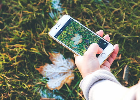 person, holding, gull iphone 6, ta, fotografi, lønneblad, grønn, gress, blad, bilde, iphone, høst, frost, hånd, kamera, falle, tar et bilde, tar bilde, lønnetre, telefon, fotografering, menneskelig hånd, trådløs teknologi, menneskelig kroppsdel, én person, smart telefon, teknologi, bærbar informasjonsenhet, kommunikasjon, mobiltelefon, ekte folk, fritidsaktivitet, fotografering temaer, dag, fokusere på forgrunnen, anlegg, livsstil, natur, utendørs, kroppsdel, finger, 2K, CC0, offentlig domene, opphavsrett gratis