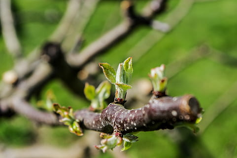 bud, small leaf, tree, leaf, plant, growth, nature, spring flowers, green color, selective focus, close-up, plant part, no people, day, beauty in nature, focus on foreground, outdoors, fragility, food, branch, land, vulnerability, freshness, 5K, CC0, public domain, royalty free