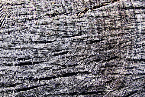 sfondo, modello, struttura, tessile, Rau, legna, grano, grigio, albero, sezione, sfondi, fotogramma intero, strutturato, ruvido, nessuno, avvicinamento, giorno, modello naturale, rugoso, tronco d'albero, natura, corteccia vegetale, abbaiare, legno - materiale, natura morta, all'aperto, tronco, formazione rocciosa, eroso, 5K, CC0, dominio pubblico, privo di copyright