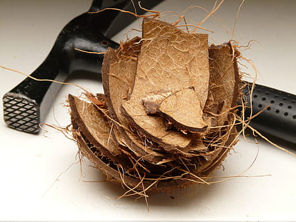 coco, shell, martell, closca de coco, obert, buit, restes, escombraries, bol de pedra, fibres, fibres de coco, primer pla, cap gent, fons blanc, tir de l'estudi, a l'interior, menjar, menjar i beguda, natura morta, frescor, marró, taula, vista d’angle alt, benestar, alimentació saludable, planta, niu d’animals, festa, pa, tall, naturalesa, ou, embolicat, temptació, 2K, CC0, domini públic, lliure de regalies