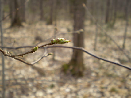 Frühling, Blatt, Wald, Knospe, Knospung, Blumen-, Pflanze, Flora, Zweig, Vegetation, Natur, Fokus auf den Vordergrund, draußen, Tag, keine Leute, Nahansicht, Wachstum, Anfänge, Schönheit in der Natur, Baum, selektiver Fokus, Pflanzenstamm, Ruhe, Land, Ast, Zerbrechlichkeit, grüne Farbe, neues Leben, 1080P, CC0, gemeinfrei, lizenzfrei