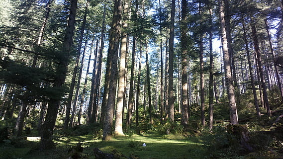 pădure, India, peisaj forestier, copac, natură, peisaj, arbori de pădure, frunze, mediu inconjurator, natural, pustie, vedere, verde, sălbatic, în aer liber, decor, scenă, plantă, liniște, teren, trunchi de copac, trompă, frumusețe în natură, creştere, o scenă liniștită, nici o persoana, scenice - natura, zi, scenă non-urbană, lumina soarelui, Culoarea verde, bambus - planta, 2K, CC0, domeniu public, fără drepturi de autor