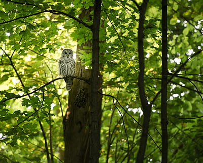 blanc, gris, mussol, arbre, branca d'un arbre, verd, fulles, bosc, ocell, full, escorça, Hoot, Wisconsin, mussol barrada, vida salvatge, animal, temes d'animals, un animal, planta, fauna animal, animals a la natura, vertebrats, posat, branca, color verd, naturalesa, creixement, terra, vista d’angle baix, dia, rapinyaire, cap gent, a l'aire lliure, àguila, 2K, CC0, domini públic, lliure de regalies