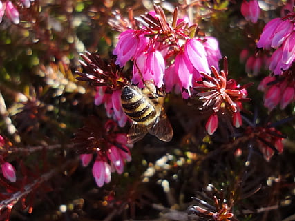 bi, blomstre, flor, forår, bestøvning, insekt, pollen, bier dødsfald, blomst, ingen mennesker, jul, natur, skrøbelighed, tæt på, dyr, skønhed i naturen, hvirvelløse, dyre temaer, dyr i naturen, dyreliv, plante, blomstrende plante, lyserød farve, kronblad, et dyr, fokus på forgrunden, friskhed, vækst, udendørs, blomsterhoved, lilla, 1080P, CC0, offentligt domæne, royaltyfrie