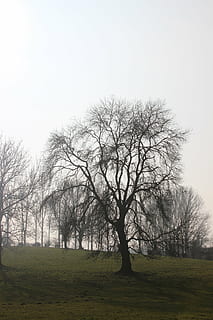Baum, Winter, Natur, kahl, Pflanze, kahler Baum, Feld, Land, Ruhe, Himmel, Schönheit in der Natur, Landschaft, Ast, Gras, Umgebung, ruhige Szene, keine Leute, Nicht-städtische Szene, Tag, Szenen - Natur, klarer Himmel, draußen, isoliert, 5K, CC0, gemeinfrei, lizenzfrei