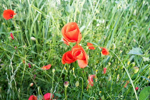 floare, camp, natură, vară, plantă, luncă, mac, flori sălbatice, floră, natura pajiștilor, planta cu flori, frumusețe în natură, prospeţime, fragilitate, creştere, petală, vulnerabilitate, roșu, teren, a închide, inflorescenţă, cap de floare, nici o persoana, Culoarea verde, zi, în aer liber, portocale, 5K, CC0, domeniu public, fără drepturi de autor