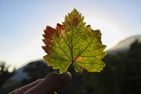 autumn, fall, leaf, maple, nature, human Hand, outdoors, tree, hand, human body part, plant part, holding, one person, body part, close-up, focus on foreground, finger, human finger, day, unrecognizable person, change, leaf vein, personal perspective, maple leaf, human limb, 5K, CC0, public domain, royalty free