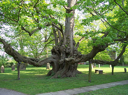 træ, natur, log, træer sover, træer, blade, park - mand skabt plads, udendørs, græs, plante, bagagerum, træstamme, vækst, parkere, grøn farve, dag, afdeling, ro, skønhed i naturen, ingen mennesker, jord, Mark, sæde, bænk, 2K, CC0, offentligt domæne, royaltyfrie