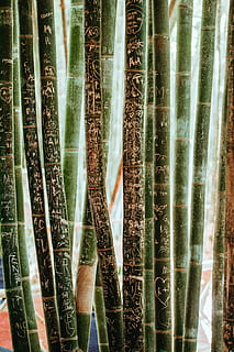 bambu, fotografia de foco, árvores de bambu, parede, arte, padronizar, plantar, haste, bambu - planta, árvore, cor verde, natureza, crescimento, bosque de bambu, luz solar, dia, beleza na natureza, terra, uma pessoa, de pé, floresta, ao ar livre, parte do corpo humano, pessoas reais, compósito digital, 4K, CC0, domínio público, royalty free