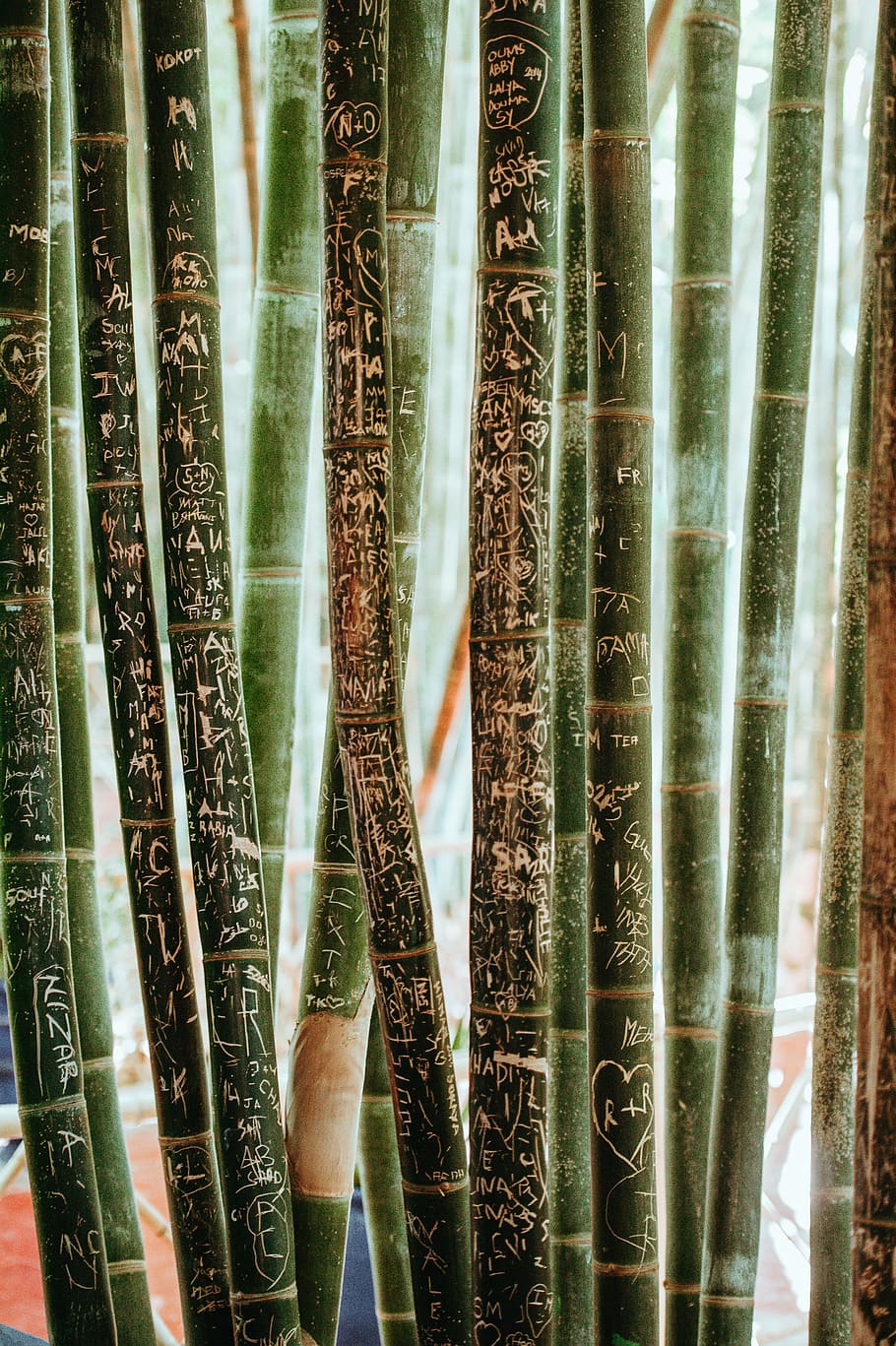 bambu, odak fotoğrafçılık, bambu ağaçları, duvar, Sanat, Desen, bitki, kök, bambu - bitki, ağaç, yeşil renk, doğa, büyüme, bambu korusu, Güneş ışığı, gün, doğada güzellik, arazi, bir kişi, ayakta, orman, açık havada, insan vücudu parçası, gerçek insanlar, dijital bileşik, 4K