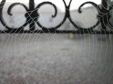 teia de aranha, orvalho, rede, úmido, morgentau, gota de orvalho, natureza, gota de água, fragilidade, origens, fechar-se, ao ar livre, ninguém, vulnerabilidade, focar em primeiro plano, padronizar, padrão natural, temas animais, animal, complexidade, dia, quadro completo, solta, beleza na natureza, aranha, agua, concêntrico, 4K, CC0, domínio público, royalty free