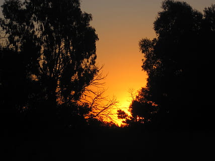 zonsondergang, helder, gloed, goud en oranje, geel, zachte avond, grote bomen, silhouet, duisternis, hemel, fabriek, boom, schoonheid in de natuur, kalmte, scenics - natuur, rustige scène, geen mensen, natuur, Oranje kleur, buitenshuis, groei, donker, idyllisch, milieu, landschap, kopie ruimte, land-, romantische hemel, 2K, CC0, publiek domein, royaltyvrij