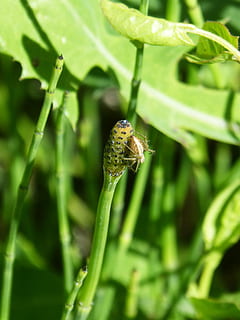 spider, tiny, insect, plant, nature, animal, leaf, close-up, green Color, macro, pest, wildlife, larva, animal wildlife, animal themes, animals in the wild, invertebrate, one animal, growth, day, no people, focus on foreground, plant part, beauty in nature, selective focus, outdoors, blade of grass, 1080P, CC0, public domain, royalty free