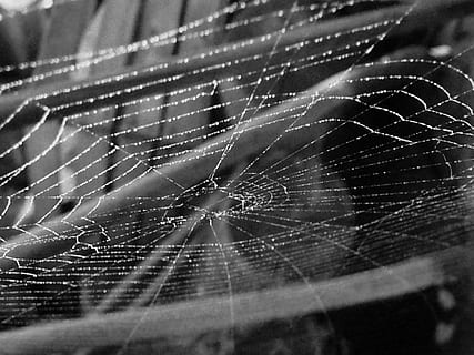 spindelvæv, edderkoppespind, edderkop, web, sort, hvid, natur, fælde, insekt, rædsel, uhyggelig, halloween, edderkopper, forviklinger, skræmmende, edderkop-arbejde, skrøbelighed, tæt på, hvirvelløse, dyre temaer, dyr, dyr i naturen, leddyr, ingen mennesker, sårbarhed, arachnid, dyreliv, et dyr, naturligt mønster, fokus på forgrunden, mønster, skønhed i naturen, kompleksitet, udendørs, dyr ben, dug, koncentriske, 2K, CC0, offentligt domæne, royaltyfrie