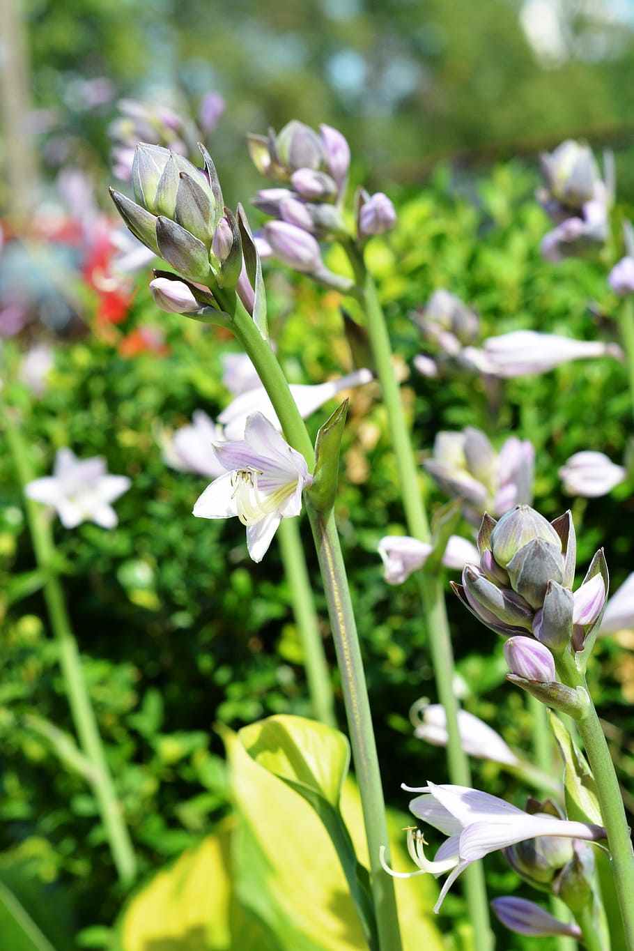hosta, full, amfitrió, estudi, amfitrions, fulla hosta, studio funkie, tons de trucada, flors, violeta, florent, florir, plantes amb flors, flor, creixement, planta, naturalesa, pètal, bellesa a la natura, planta amb flors, vulnerabilitat, frescor, fragilitat, primer pla, Color blanc, inflorescència, cap de flor, centrar-se en primer pla, dia, cap gent, color verd, enfocament selectiu, tija de la planta, porpra, primavera, 4K