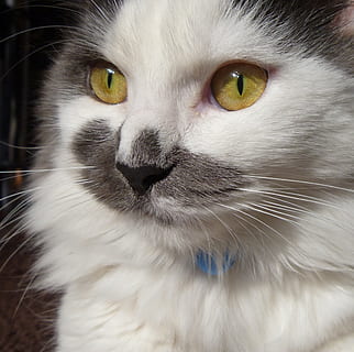 de pelo corto, blanco, gris, gato, cabeza, cara, macro, de cerca, mirando, gris y blanco, nacional, mascota, mamífero, piel, felino, retrato, animal, símbolo, bigotes, nariz, ojos, temas de animales, un animal, mascotas, animales domesticos, Gato domestico, parte del cuerpo del animal, vertebrado, cabeza de animal, Pelo animal, ojo, pelo, nadie, ojo de animal, boca de animal, hocico, ojos amarillos, 1080P, CC0, dominio público, libre de derechos