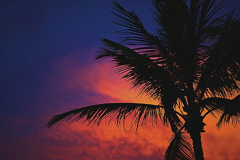 palm vuur, silhouet, palmboom, zonsondergang, boom, hemel, wolk, donker, nacht, kleur, strand, miami, Florida, Zuid strand, palme boom, palm, Purper, tropisch klimaat, palmblad, fabriek, schoonheid in de natuur, blad, kalmte, geen mensen, groei, natuur, lage hoekweergave, scenics - natuur, rustige scène, tropische boom, deel van de plant, buitenshuis, kokosnoot palmboom, romantische hemel, 5K, CC0, publiek domein, royaltyvrij