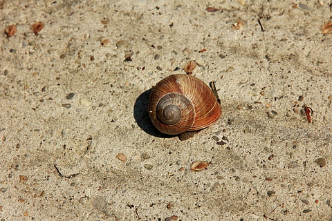 Schnecke, Muschel, Sand, Schale, Strasssteine, Tierwelt, Tier, Tierthemen, ein Tier, Tierhülle, Tiere in freier Wildbahn, wirbellos, Gastropode, Weichtier, Land, Nahansicht, Spiral-, keine Leute, Tag, Natur, High Angle View, Tierkörperteil, draußen, kriechen, 4K, CC0, gemeinfrei, lizenzfrei