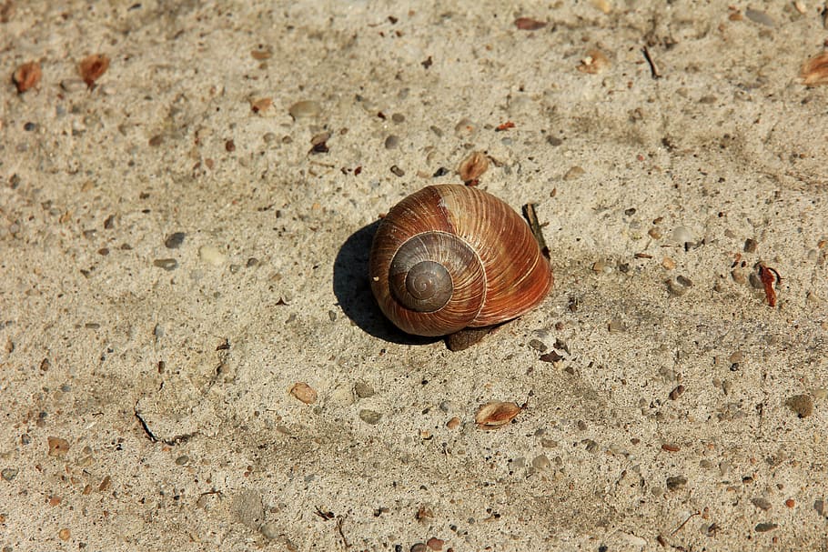 hlemýžď, ulita, písek, shell, kamínky, zvířat, zvíře, jednoho zvířete, zvířecí shell, zvířata ve volné přírodě, bezobratlý, plži, měkkýš, přistát, detail, spirála, nikdo, den, Příroda, vysoký úhel pohledu, část těla zvířete, venku, plazení, 4K