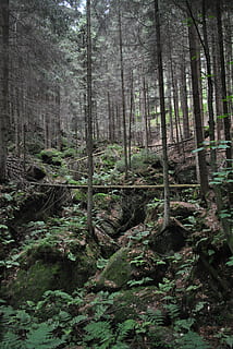 Wald, Aussicht, Baum, Landschaft, Berge, Natur, Hügel, Grün, Rock, Fichtenwald, Peelings, Panorama, Land, Pflanze, Ruhe, Baumstamm, Kofferraum, Wachstum, keine Leute, ruhige Szene, Szenen - Natur, Schönheit in der Natur, Tag, Nicht-städtische Szene, draußen, grüne Farbe, üppiges Laub, Umgebung, Kiefernwald, Regenwald, 4K, CC0, gemeinfrei, lizenzfrei