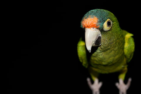 închide, fotografie, verde, pasăre, închideți fotografia, pasăre verde, papagal, animal, animale de companie, animale vertebrate, natură, studio shot, multi colorate, cioc, animale sălbatice, imagine color, un animal, macaw, Culoarea verde, Fundal negru, a închide, galben, partea corpului animalului, animale tematice, animale în sălbăticie, spațiu copie, nici o persoana, în interior, cap de animal, ochi de animale, 4K, CC0, domeniu public, fără drepturi de autor