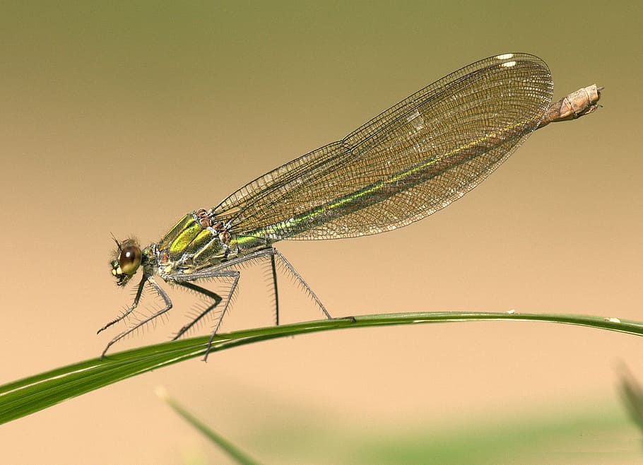 primer pla, senyoreta, insecte, full, macro, naturalesa, planta, libèl·lula, animal, estiu, vida salvatge, temes d'animals, invertebrat, fauna animal, ala dels animals, un animal, cap gent, centrar-se en primer pla, fons de colors, vista lateral, animals a la natura, part del cos dels animals, bellesa a la natura, part del cos, petit, 1080P