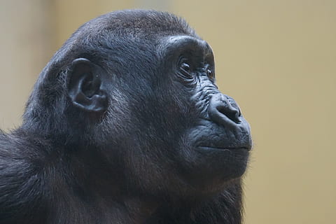 abe, gorilla, primat, holde øje, udsigt, tæt, lavland gorilla, vestlige gorilla, pattedyr, et dyr, dyreliv, tæt på, dyr i naturen, dyr kropsdel, leder, portræt, ingen mennesker, hvirveldyr, kigger væk, dyr i fangenskab, profilvisning, overvejelse, depression - sorg, 5K, CC0, offentligt domæne, royaltyfrie
