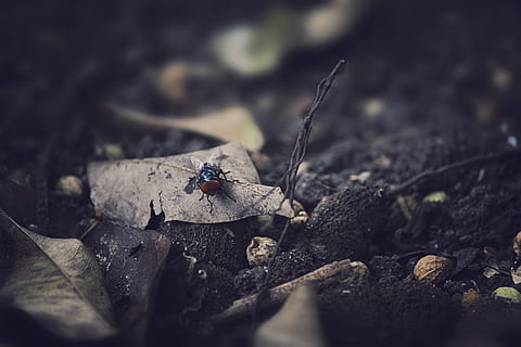 negre, volar, sec, full, vermell, error, marchit, durant el dia, insecte, pedra, fulla morta, sòl, brutícia, rock, arbre, branca, dim, fosc, marró, invertebrat, temes d'animals, animal, un animal, enfocament selectiu, fauna animal, animals a la natura, naturalesa, cap gent, primer pla, dia, ala dels animals, sòlid, escarabat, vista d’angle alt, formiga, terra, a l'aire lliure, 5K, CC0, domini públic, lliure de regalies