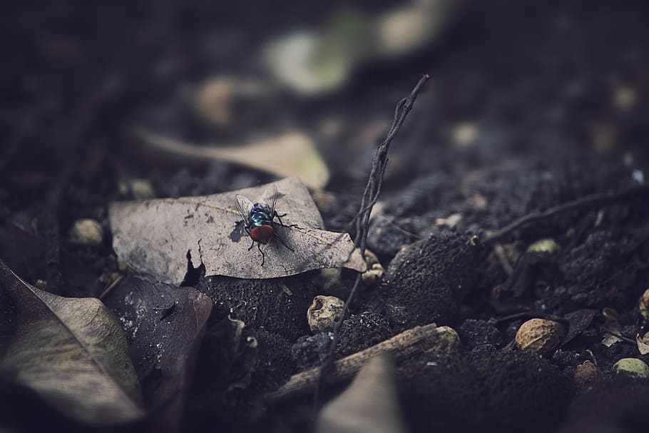 negre, volar, sec, full, vermell, error, marchit, durant el dia, insecte, pedra, fulla morta, sòl, brutícia, rock, arbre, branca, dim, fosc, marró, invertebrat, temes d'animals, animal, un animal, enfocament selectiu, fauna animal, animals a la natura, naturalesa, cap gent, primer pla, dia, ala dels animals, sòlid, escarabat, vista d’angle alt, formiga, terra, a l'aire lliure, 5K