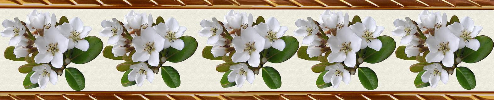 grænse, dekorative strimmel, mønster, hvid blomst, plante, natur, i en række, blomst, friskhed, indendørs, plante del, ingen mennesker, blad, blomstrende plante, panoramisk, tæt på, bakke, side om side, mad og drikke, vækst, dag, arrangement, skønhed i naturen, 5K, CC0, offentligt domæne, royaltyfrie