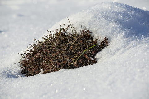 kar, kış, buz gibi, soğuk, kar yağışı, dondurulmuş, beyaz, kar manzara, Snow Hill, soğuk hava, doğa, gün, bitki, insansız, kaplama, açık havada, Beyaz renk, doğada güzellik, kapatmak, arazi, ağaç, alan, huzur, seçici odak, manzaralar - doğa, Karla kaplı dağ, kar tozu, iğne yapraklı ağaç, 5K, CC0, kamu malı, telif ücretsiz