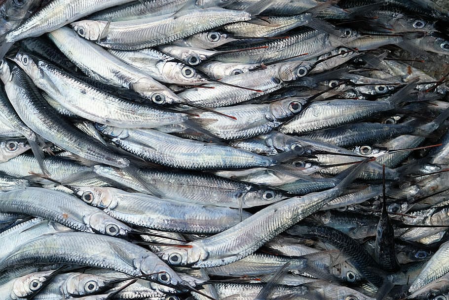 fisk parti, top, se billede, skole, fisk, grå, flyvende fisk, flyvende, øje, gedde, spids, pic, vægt, marked, mønster, fisk og skaldyr, hvirveldyr, mad og drikke, mad, friskhed, rå fødevarer, dyr, velvære, fuld ramme, overflod, ingen mennesker, stor gruppe af objekter, sund kost, til salg, baggrunde, detail, fiskeri, høj vinkel visning, sølvfarvet, fiskeindustrien, fiskemarked, fangst af fisk, 5K