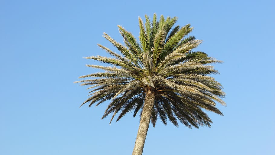 palmell, cel, arbre, Xipre, ayia napa, clima tropical, Palmera, palmera datilera, planta, blau, vista d’angle baix, creixement, cap gent, cel clar, naturalesa, dia, full, a l'aire lliure, arbre tropical, tronc de l'arbre, fulla de palma, tronc, assolellat, 4K