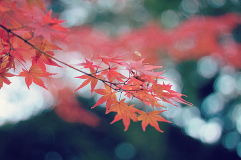 fotografia de lente tilt shift, vermelho, maple leafs, lente de mudança de inclinação, fotografia, bordo vermelho, outono, natureza, folha, árvore, floresta, temporada, árvore de bordo, ramo, ao ar livre, multi colorido, beleza na natureza, origens, plantar, fechar-se, Japão, mudança, parte da planta, crescimento, focar em primeiro plano, ninguém, cor laranja, folha de Carvalho, dia, fragilidade, vulnerabilidade, sai, condição natural, 1080P, CC0, domínio público, royalty free