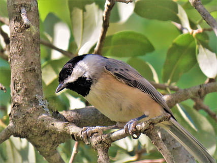 bird, tiny, wildlife, chickadee, tree, animal themes, animals in the wild, animal wildlife, one animal, animal, perching, vertebrate, branch, plant, no people, focus on foreground, nature, day, close-up, outdoors, beauty in nature, plant part, full length, 4K, CC0, public domain, royalty free