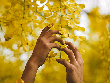troska o naturę, osoba, trzymać, żółty, leafed, wiszące, roślina, selektywny, fotografia fokusowa, dłoń, liść, drzewo, palnt, bokeh, plama, dosięgnąć, kaukaski, kwiat, relacja na żywo, Pan Bóg, pokój, życie, ludzka ręka, część ludzkiego ciała, jedna osoba, skupić się na pierwszym planie, Natura, zbliżenie, prawdziwi ludzie, część ciała, roślina kwitnąca, dorosły, dzień, jesień, świeżość, kruchość, palec, na dworze, zmiana, ludzkie ramię, ludzka kończyna, 4K, CC0, domena publiczna, darmowe zdjęcia