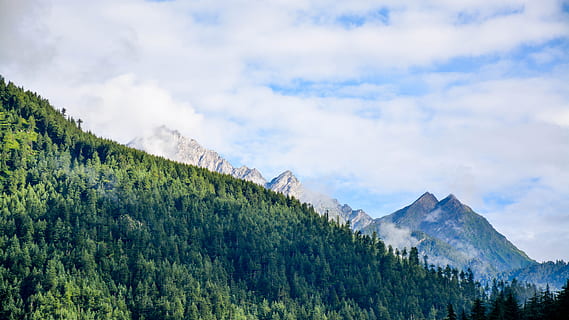 alberi forestali, lato, montagna, nuvoloso, cielo, montagne, blu, giorno, lunga esposizione, foto, foresta verde, albero, nube, foresta, natura, paesaggio, Paesaggi, all'aperto, catena montuosa, colore verde, nuvola - cielo, estate, bellezza nella natura, picco di montagna, collina, nessuno, immagine a colori, panoramico, valle, bosco, area selvaggia, pianta, scenics - natura, scena tranquilla, la tranquillità, terra, crescita, scena non urbana, ambiente, Inquadratura dal basso, idilliaco, Pino, bosco di pini, 5K, CC0, dominio pubblico, privo di copyright