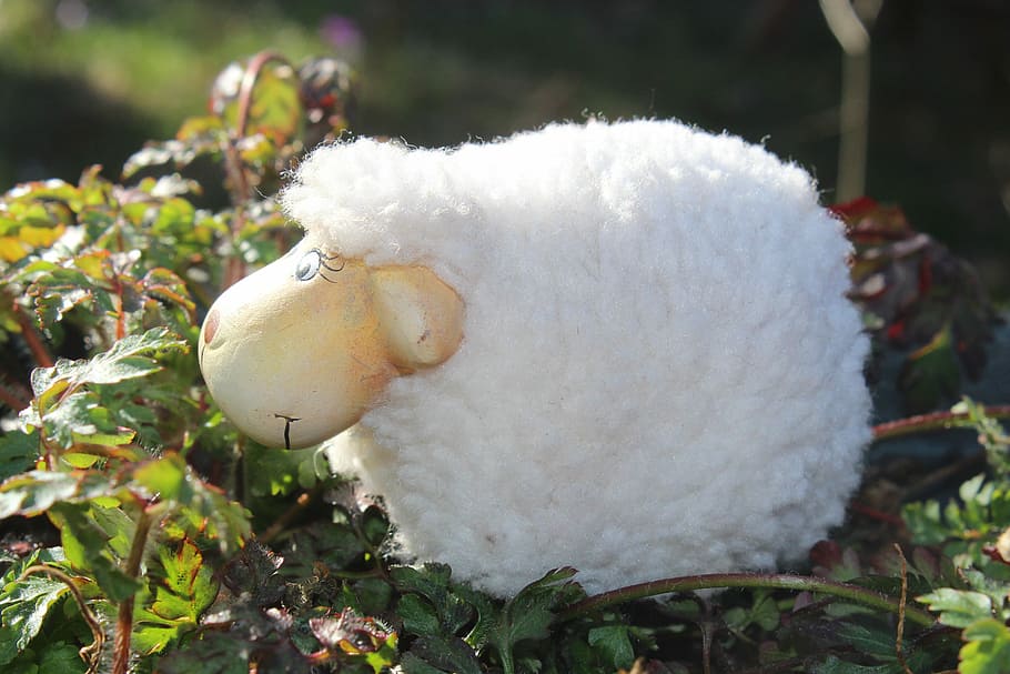 lammas, luvut, kivi, kiviluvut, valkoinen väri, ulkona, päivä, ei ihmisiä, luonto, lähikuva, kasvi, keskittyä etualalle, ruoka, kasvu, eläin, ala, kauneus luonnossa, maa, eläinten teemoja, ruoka ja juoma, puuvilla, auringonvalo, alttius, yksi eläin, pehmeys, 5K