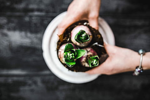 green, potted, plants, Close-ups, potted plants, closeup, seed, plant, pot, decoration, seedling, ornament, dirt, ground, growing, Hyacinths, food, human Hand, women, freshness, healthy Eating, close-up, people, food And Drink, gourmet, holding, human body part, one man only, one person, only men, adult, hand, vegetable, green color, indoors, focus on foreground, directly above, wellbeing, midsection, real people, 5K