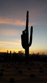 backlight, cactus, zonsondergang, hemel, silhouet, natuur, vetplant, Oranje kleur, wolk - lucht, schoonheid in de natuur, scenics - natuur, land-, fabriek, niet-stedelijke scène, geen mensen, rustige scène, veld-, kalmte, landschap, buitenshuis, saguaro cactus, droog klimaat, 4K, CC0, publiek domein, royaltyvrij