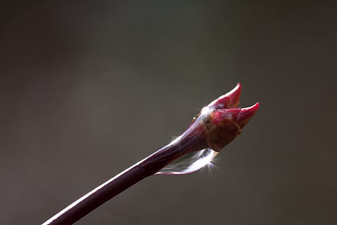 dug, blomsterknopper, forår, gren, regndråbe, træ, flora, forår, afdeling, dryppe, ahorn, tæt, dråbe vand, japansk ahorn, bladknoppe, rød, skarp, ude af fokus, bokeh, makro, refleks, solstråle, lenz, tæt på, studio skud, ingen mennesker, sort baggrund, indendørs, dag, et dyr, grå baggrund, farvet baggrund, enkelt objekt, grå, dyr, kopiere plads, dyre temaer, lyserød farve, friskhed, natur, mad og drikke, skønhed i naturen, mad, munden åben, blomst, 4K, CC0, offentligt domæne, royaltyfrie