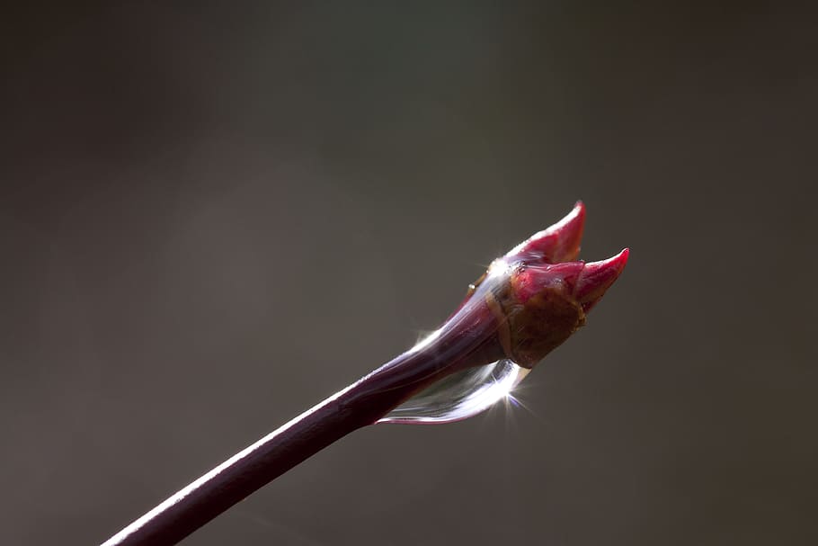dug, blomsterknopper, forår, gren, regndråbe, træ, flora, forår, afdeling, dryppe, ahorn, tæt, dråbe vand, japansk ahorn, bladknoppe, rød, skarp, ude af fokus, bokeh, makro, refleks, solstråle, lenz, tæt på, studio skud, ingen mennesker, sort baggrund, indendørs, dag, et dyr, grå baggrund, farvet baggrund, enkelt objekt, grå, dyr, kopiere plads, dyre temaer, lyserød farve, friskhed, natur, mad og drikke, skønhed i naturen, mad, munden åben, blomst, 4K