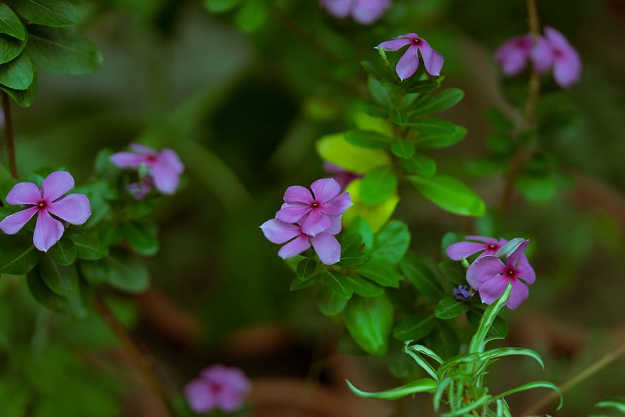 květ, de smell, tam, kvetoucí rostlina, rostlina, svěžest, krása v přírodě, křehkost, okvětní lístek, zranitelnost, růst, detail, nachový, Příroda, zaměřit se na popředí, list, rostlinné části, nikdo, zelená barva, květu hlavy, růžová barva, den, venku, okrasná zahrada, 5K