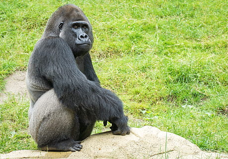 Gorilla, Affe, Zoo, schwarz, Denken, Dominant, Säugetier, Primas, Tier, Tierwelt, Silberrückengorilla, gefährdete Spezies, Natur, Afrika, Tiere in freier Wildbahn, tropischer Regenwald, Ruanda, Säugetiere, wilde Tiere, Wald, ein Tier, Safaritiere, Tiere und Haustiere, lebender Organismus, Ostafrika, Tierhaar, draußen, Gras, Tierthemen, Sitzung, Wirbeltier, Menschen, Tag, Pflanze, Porträt, suchen, Betrachtung, 5K, CC0, gemeinfrei, lizenzfrei