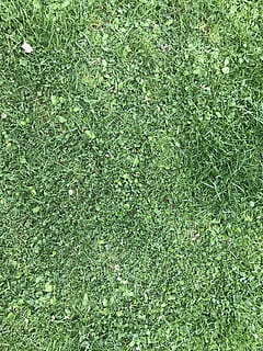 herba, textura, verd, superfície, naturalesa, camp, medi ambient, pati, color verd, planta, marc complet, fons, creixement, cap gent, dia, vista d’angle alt, terra, bellesa a la natura, a l'aire lliure, directament a sobre, fullatge, exuberant fullatge, esport, camp de joc, gespa, 4K, CC0, domini públic, lliure de regalies