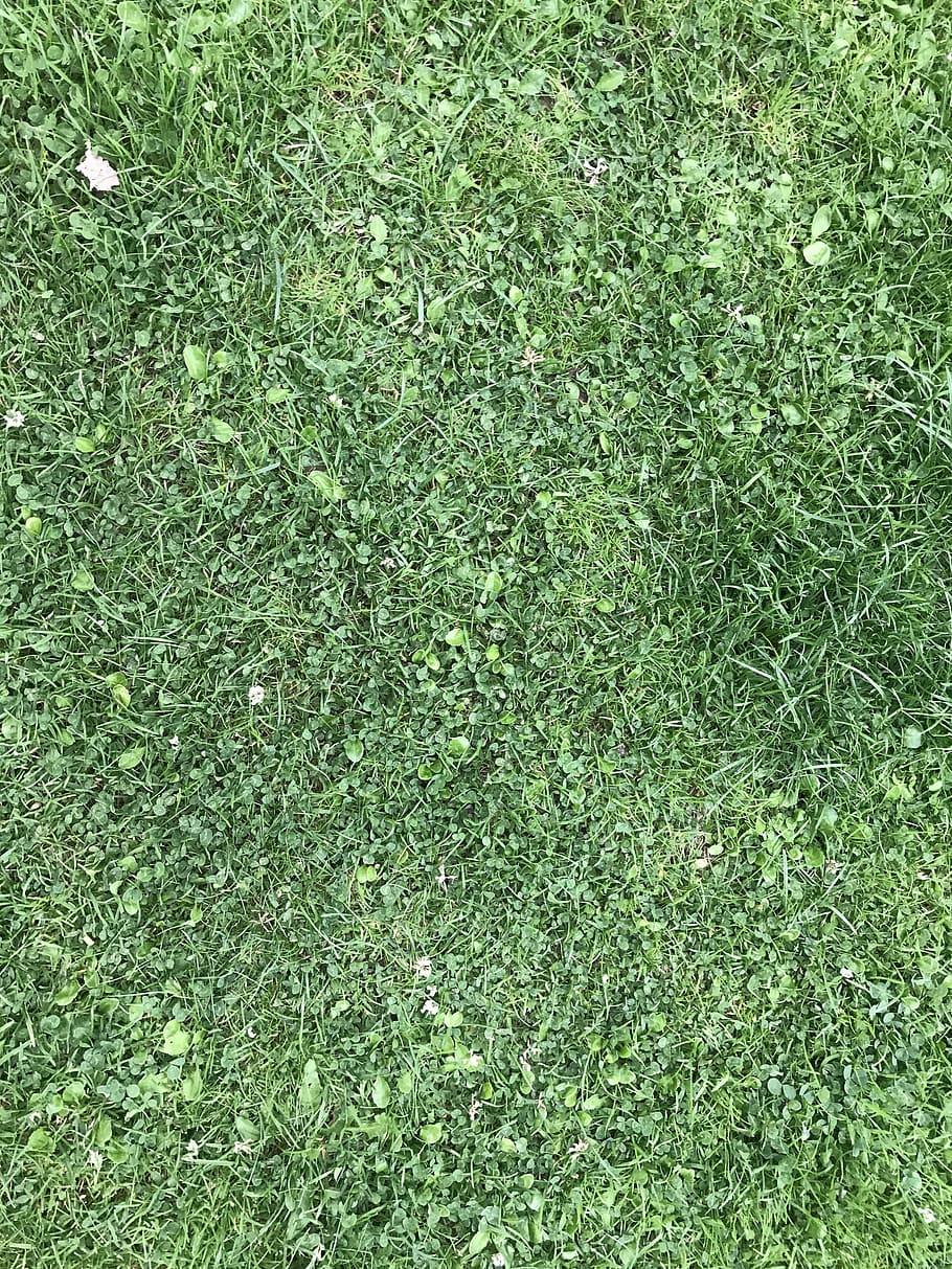 herba, textura, verd, superfície, naturalesa, camp, medi ambient, pati, color verd, planta, marc complet, fons, creixement, cap gent, dia, vista d’angle alt, terra, bellesa a la natura, a l'aire lliure, directament a sobre, fullatge, exuberant fullatge, esport, camp de joc, gespa, 4K