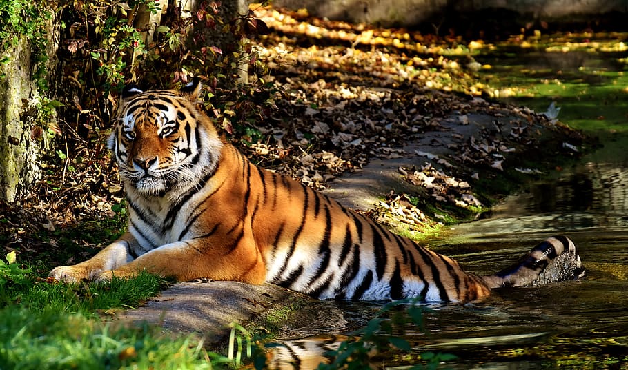tigre, assegut, arbre, depredador, pell, bonic, perillós, gat, fotografia de fauna salvatge, món animal, tierpark hellabrunn, munich, animal, animals a la natura, temes d'animals, gat gran, fauna animal, felí, un animal, mamífer, naturalesa, carnivora, llac, vertebrats, cap gent, relaxació, dia, aigua, a l'aire lliure, 5K
