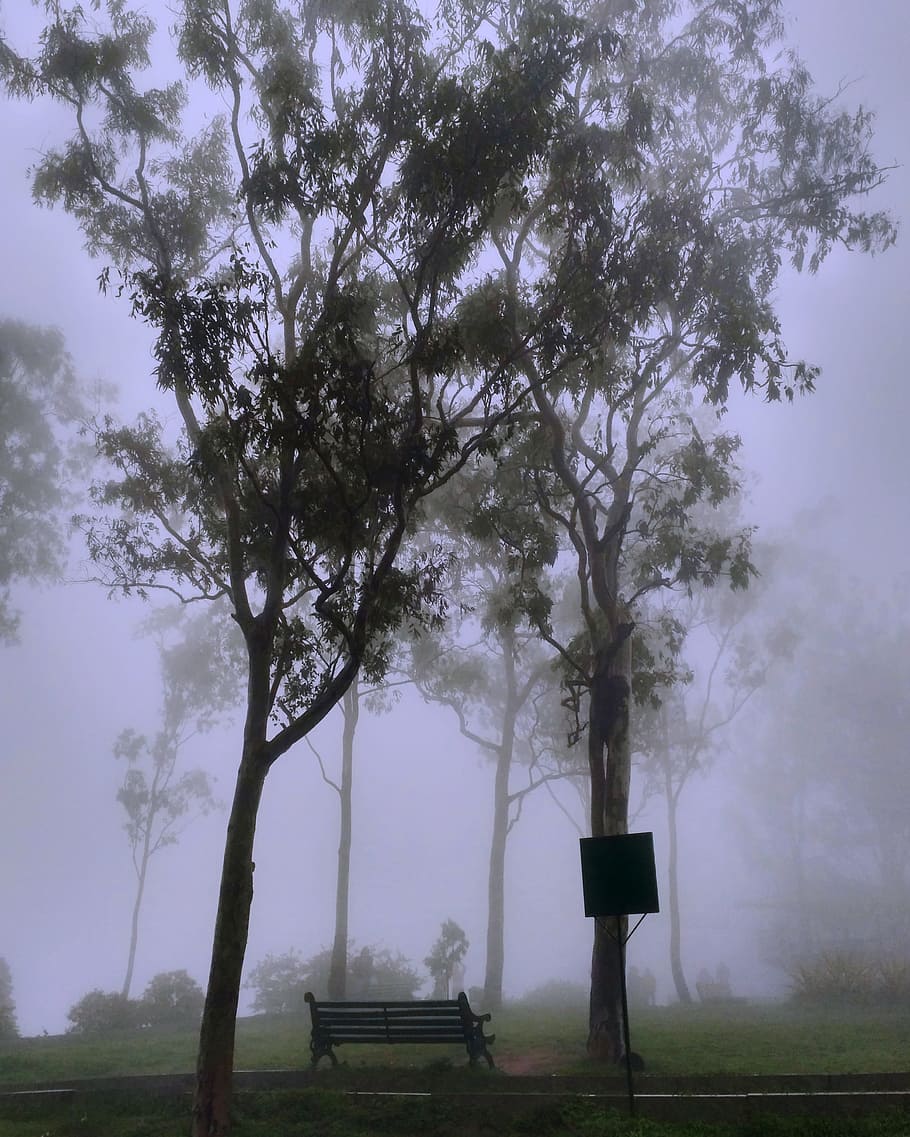 parc, cobert, boira, banc, fosc, alba, misteriós, medi ambient, boirina, paisatge, llum, naturalesa, a l'aire lliure, plàcid, escènic, silueta, solitud, viatjar, arbres, temps, fusta, arbre, planta, bellesa a la natura, cel, terra, camp, cap gent, escena tranquil·la, tranquil·litat, tronc de l'arbre, dia, tronc, creixement, seient, 2K